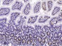 Syndecan 4 antibody [047]