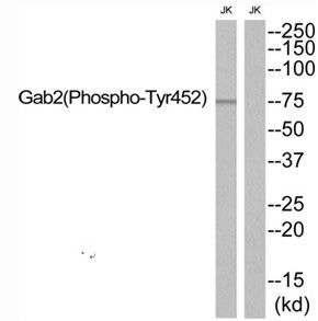 GAB2 (phospho Tyr452) antibody