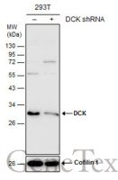 DCK antibody