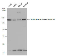 SAFB antibody