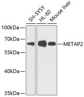 METAP2 antibody