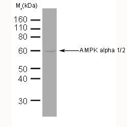 AMPK alpha 1 + AMPK alpha 2 antibody [34.2]