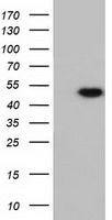 Ribonuclease Inhibitor antibody [4G4]