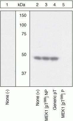 MEK1 (phospho Thr386) antibody