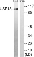 USP13 antibody