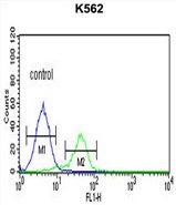 CD40L / CD154 antibody, C-term