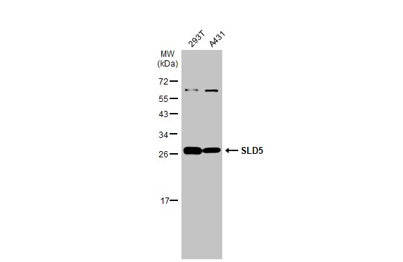 SLD5 antibody [N1C3]