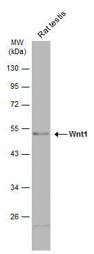 Wnt1 antibody