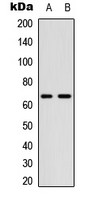 CDC25B (phospho Ser323) antibody