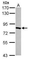 TYW1 antibody