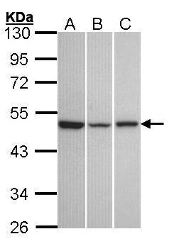 GPR54 antibody