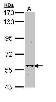 PLA2G3 antibody [C1C3]