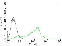 Nucleolin antibody [NCL/902]