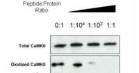 CaMKII (oxidized) antibody