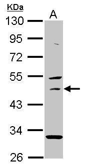 USH1G antibody [N2C2], Internal