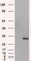 Aurora C antibody [2B7]