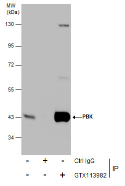PBK antibody [N2C3]