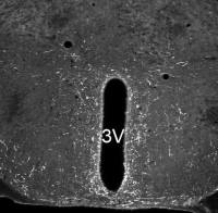 Neuropeptide S antibody