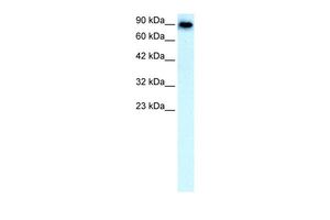 Band3 antibody, N-term
