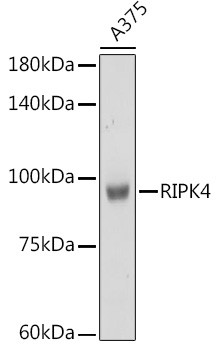 RIPK4 antibody