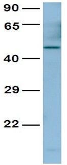 PAX4 antibody, Internal