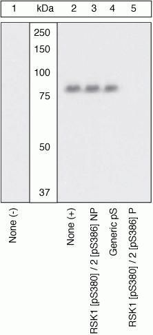 p90 RSK1 (phospho Ser380) antibody