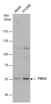 FMO3 antibody [N2C2], Internal