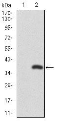 RUNX3 antibody [2B3]