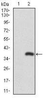 RUNX3 antibody [2B3]