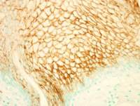 PI3 kinase p101 antibody [C2C3-2], C-term