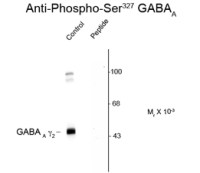 GABA A Receptor gamma 2 (phospho Ser327) antibody