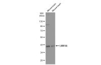 LMX1A antibody