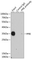 Cyclophilin E antibody