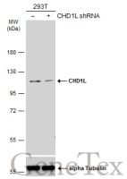 CHD1L antibody