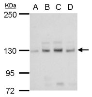 L1CAM (150kDa subunit) antibody