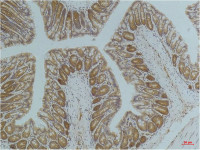 AMPK alpha 1 antibody [5G11]