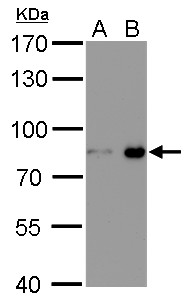 Nuclear Matrix Protein p84 antibody [5E10] (HRP)