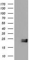 Ephrin A2 antibody [2B7]