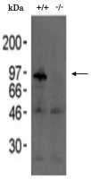 CLGN antibody