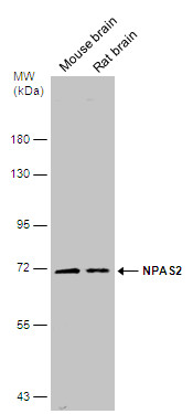 NPAS2 antibody [C1C3]