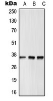 GPR12 antibody