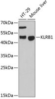CD161 antibody