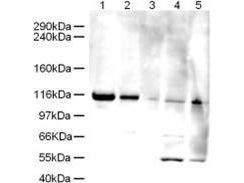 ATAD5 antibody