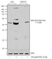 SHC1 (phospho Tyr239/Tyr240) antibody