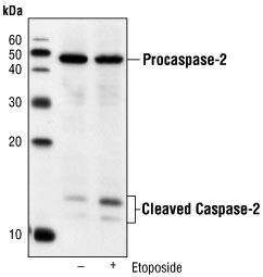 Caspase 2 antibody [4i13(C2)]