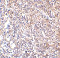 MD2 antibody [9F1B1]
