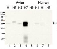 Avian Influenza A virus H7N7 HA (Hemagglutinin) antibody