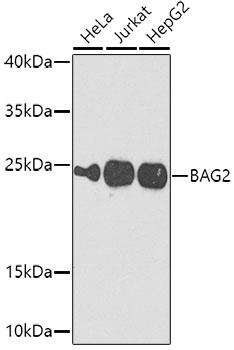 BAG2 antibody