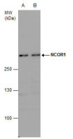 NCOR1 antibody