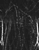 Somatostatin receptor 4 antibody